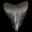 Serrated, Megalodon Tooth - Black Blade #64544-1